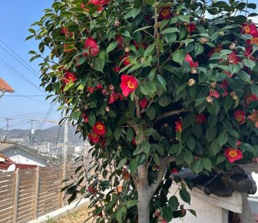 Kure House | 猫と泊まれる宿にゃんstay