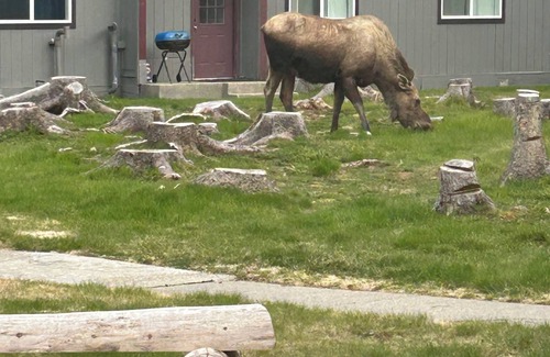 Kenai Apartment | 1.5 miles from the mouth of the Kenai River. In the heart of Kenai!