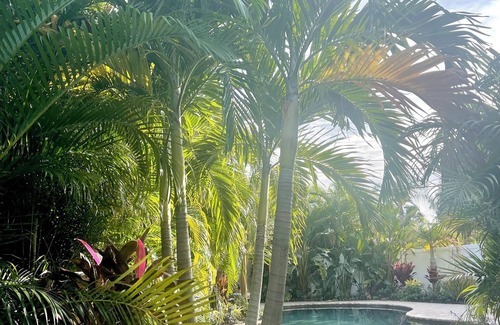 Crescent Heights House | 3 bedroom 2 bath private designer bungalow w/pool walk to everything in St Pete
