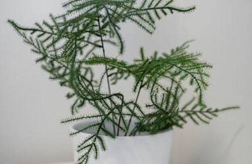 Rosemount House | 48H-1 · Kingsdale 3 beds Paradise Close to Public Transit