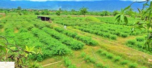 Kalisada Other | A Mango Tree House with a private swimming pool