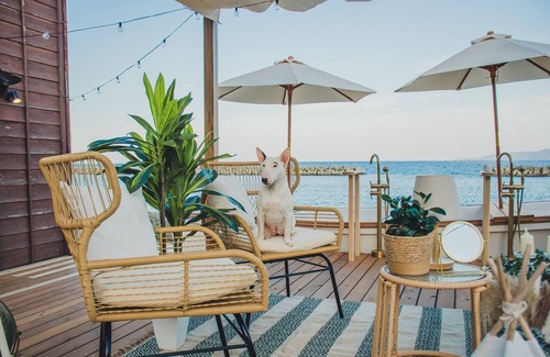 Sado House | A310to Dog: Sakashima Dog Resort