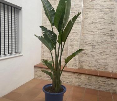 Conil de la Frontera City Center Hotel | Alojamiento Saturno 1