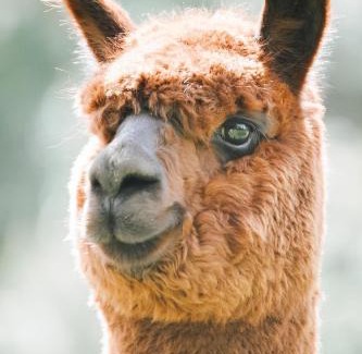 Upper Takaka Apartment | Alpacas Off Grid - Eco Cabin