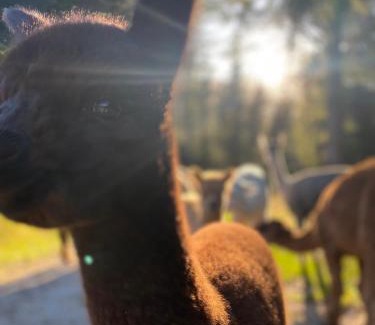 Upper Takaka Apartment | Alpacas Off Grid - Eco Cabin