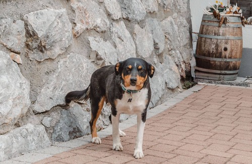 Piesendorf Apartment | Angererhof by Interhome