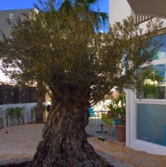 Ibiza Town Apartment | Apartamentos Es Cantó