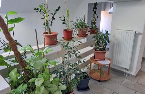 Piestany House | Apartmány Amália