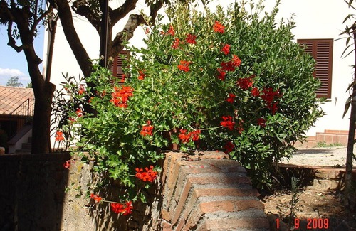 Palaia Apartment | Apartment Libeccio - Farmhouse Fattoria Casanova