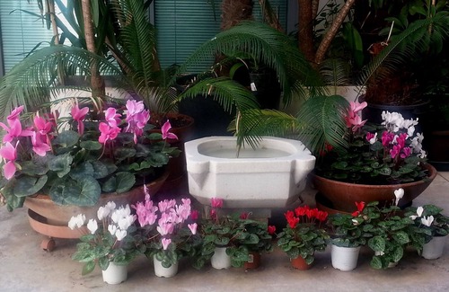 Monti Apartment | Apartment Virgilio in Monti, a true oasis of tranquility in the center of Rome