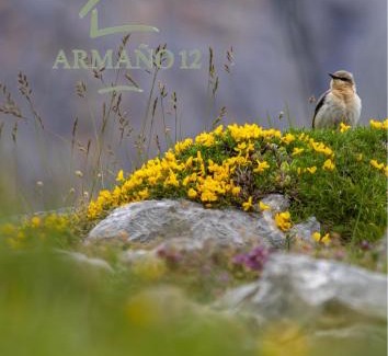 Armano House | Armaño 12