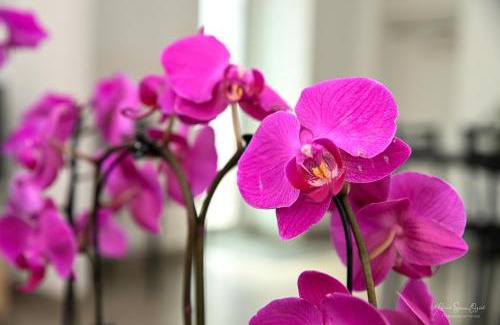 La Gaubretiere Bed & Breakfast | Au doux repos