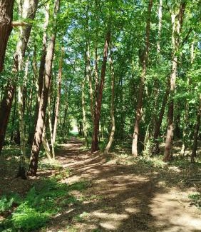 Selmsdorf Other | Baumzelt mitten im Wald bis 180kg