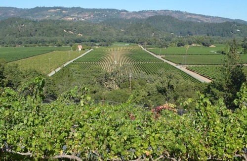 St. Helena House | Beautiful Home Nestled in the Vines