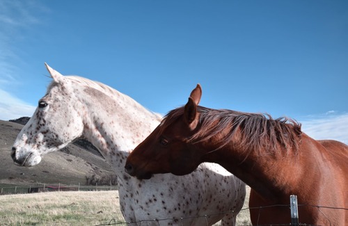Livermore Apartment | Beautiful Suite in the Colorado Mountains w/Gourmet Breakfast