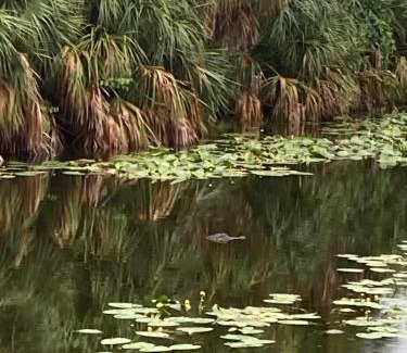 Palm River Estates Bed & Breakfast | Bed and Breakfast in North Naples