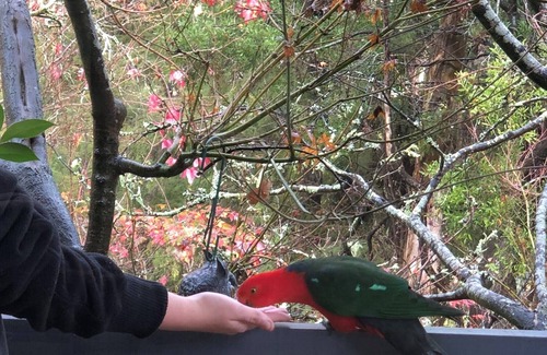 Woori Yallock Cottage | Bird Hill - A Garden Retreat in the Yarra Valley - Get Up Close to Native Birds