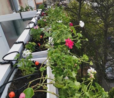 Craiova Apartment | Bloom Box Apartments