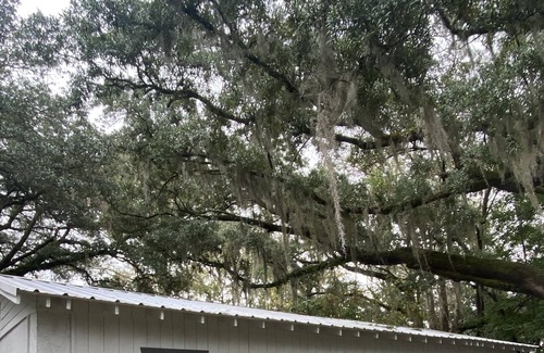 Olde Town Cottage | Bluffton Lodging surrounded by Lowcountry Landscape