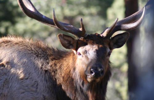 Estes Park Hotel | Boulder Brook on Fall River