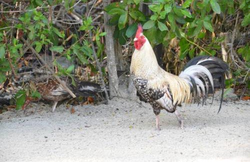 Bocachica House | Cabaña Azores, Barú, Cartagena