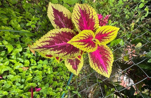 Ocana House | Cabaña La Sanguina 8 Pax