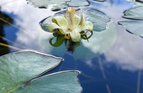 Tzucacab House | Cabaña Maya Fuego