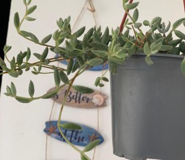 Nova Siri Apartment | Casa del sole