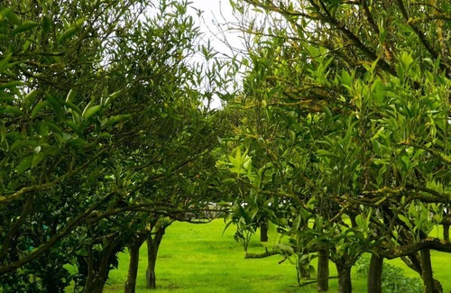 Cajados House | Casa La Rosa With Private Pool With Idyllic Appearance in a Rural Location