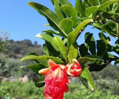 Elini House | Case Vacanze Corongiu
