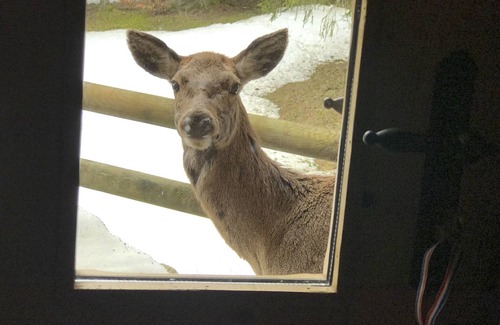 Les Houches Ski Chalet | Chalet Vieux Bois: High-end, Charm, Comfort (Sauna), View, River & Forest