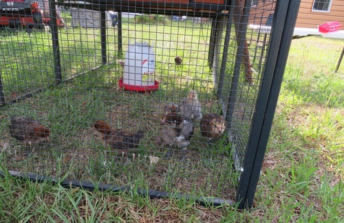 Spring Hill Cabin | Charming cabin in Spring Hill with AC, WiFi, Corgis, Chickens, Star view