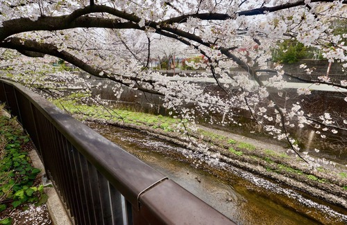 Kita House | Charming House by the Cherry Blossoms of Takino River
