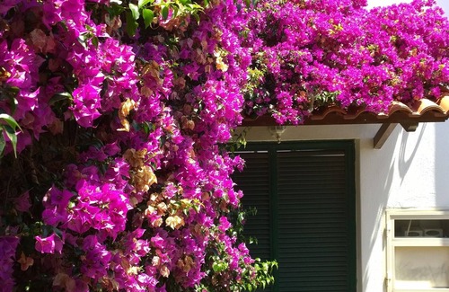 Barano d'Ischia Apartment | Charming house with patio and seaview