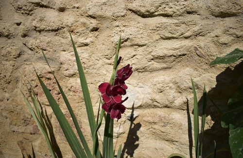 Montagnac Apartment | Charming independent village gite with garden (near Pezenas)