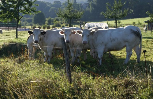 Bassin de Brive Bed & Breakfast | Chez Délicia bed and breakfast