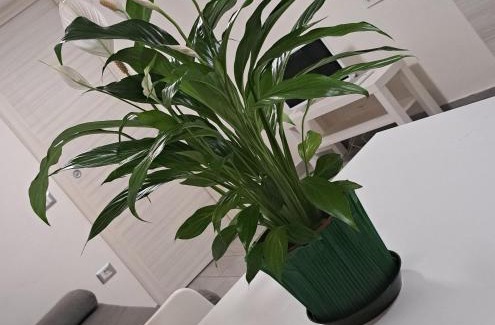 Crocetta-San Lazzaro-Modena Est Apartment | Civico 52 Modena Int 5