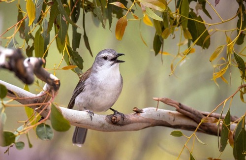 South Bruny Cottage | Cloudy Creek Cottage - Escape to Cloudy Creek Cottage!