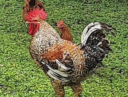 Apulo Hotel | Club campestre el Peñón de Apulo