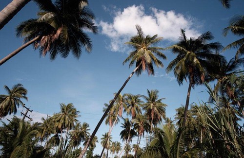 Khlong Wan House | Coconut Tree Homestay