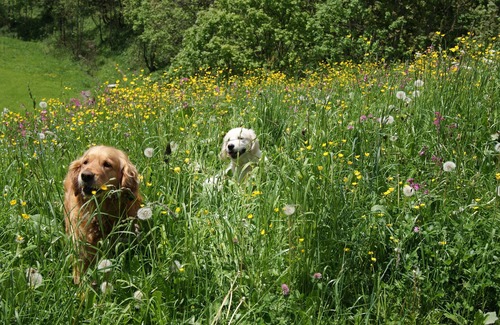 Schroecken Apartment | Comfort apartments in a beautiful mountain and skiing world for 2-4 people