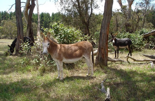 Oberon Cottage | Comfortable self-contained, three-bedroom cottage sleeping up to 8 people