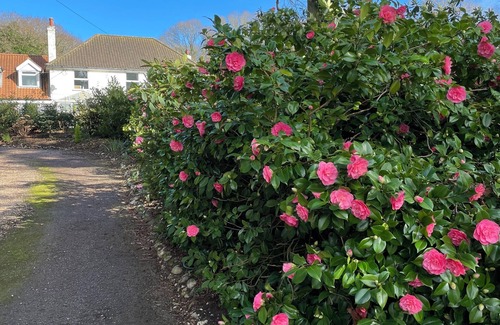 Cromer Apartment | Cosy ground floor pet friendly Saxony studio with gardens and pool near Cromer