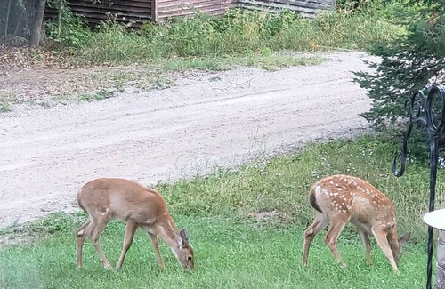 Hillman Cottage | Cozy cottage within walking distance to Avalon Lake!