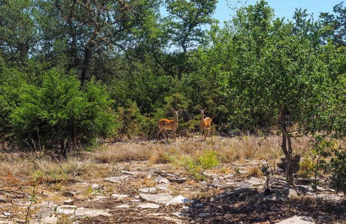 Kerrville House | Cozy Kerrville Guest Cottage Near Guadalupe River!