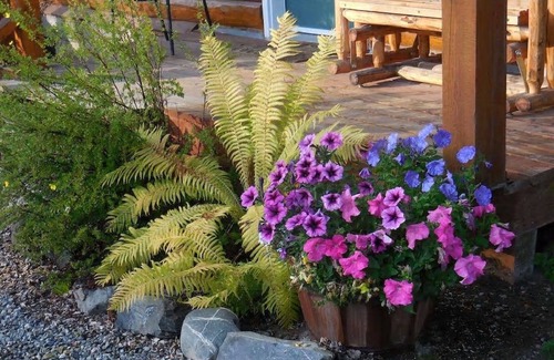 Talkeetna House | Deluxe suites within walking distance of downtown Talkeetna