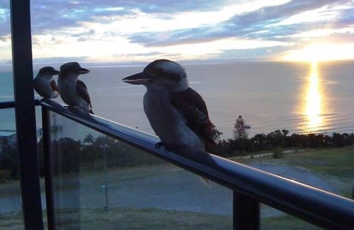 Brisbane Waterfront Apartment | Dolphin view Apartments