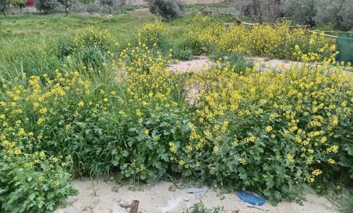 Madaba Hotel | EMILE ALTWAL Madaba