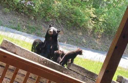 Gatlinburg - Pigeon Forge Cabin | Escape From Reality - Deluxe 7 person hot tub. Mother bear and 4 cubs visits.