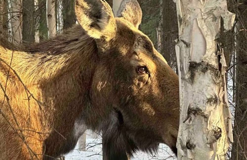 Badger Cabin | Experience Lakeside Cabin Living in North Pole, Alaska!